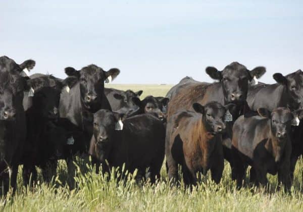 Nutrition Program Enhances Beef Bottom Line