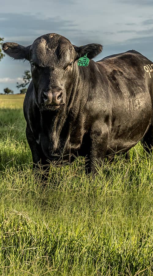 Angus Strong®Genetics