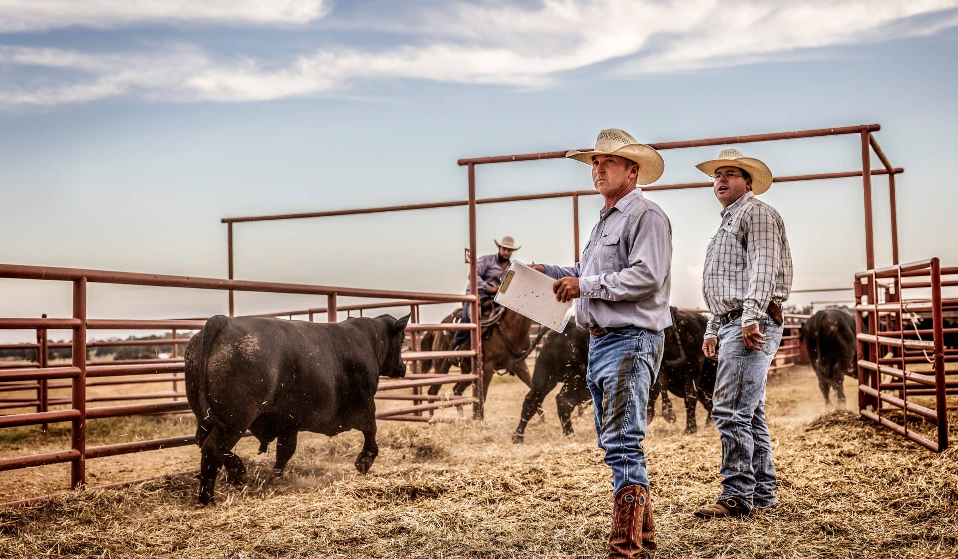 Ranchers herding cattle at 44 Farms