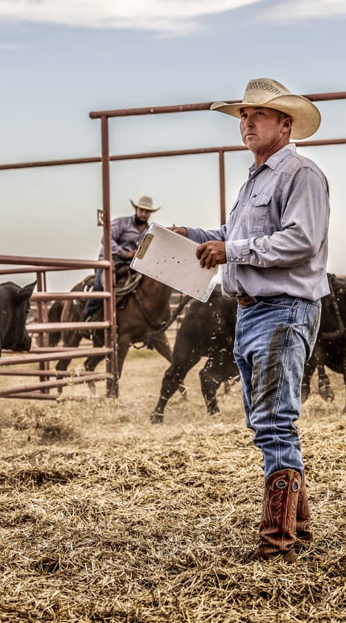 Ranchers herding cattle at 44 Farms